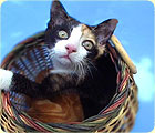 Kitten Kommotion a video for animal lovers of all ages! Features incredible computer animations, informative and educational Cat Facts (Kat Facts) and original music. Fun entertainment a must-have for kitten and cat lovers! Your pet will love it too. Donations made to animal shelter on every purchase. VHS format.
