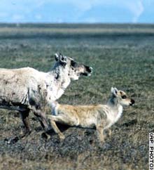 Run Caribou! Run! George Bush is coming!