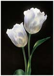Two Flowers