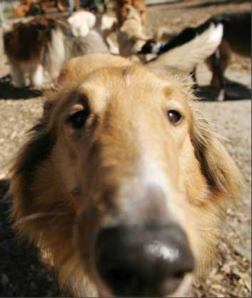 Dog Nose