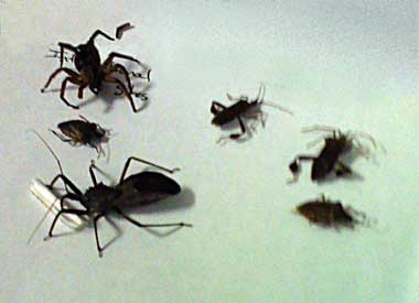 Candi the Wheel Bug and the insect morgue