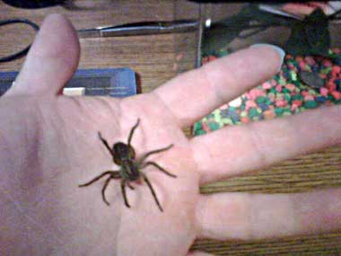 Dead Wolf Spider