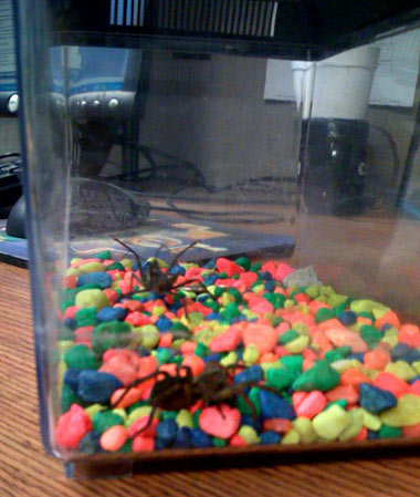Candi the Wheel Bug stalks the Wolf Spider 
