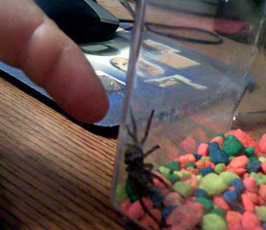 Wolf Spider