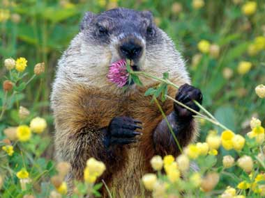 Ground Hog munching on a flower